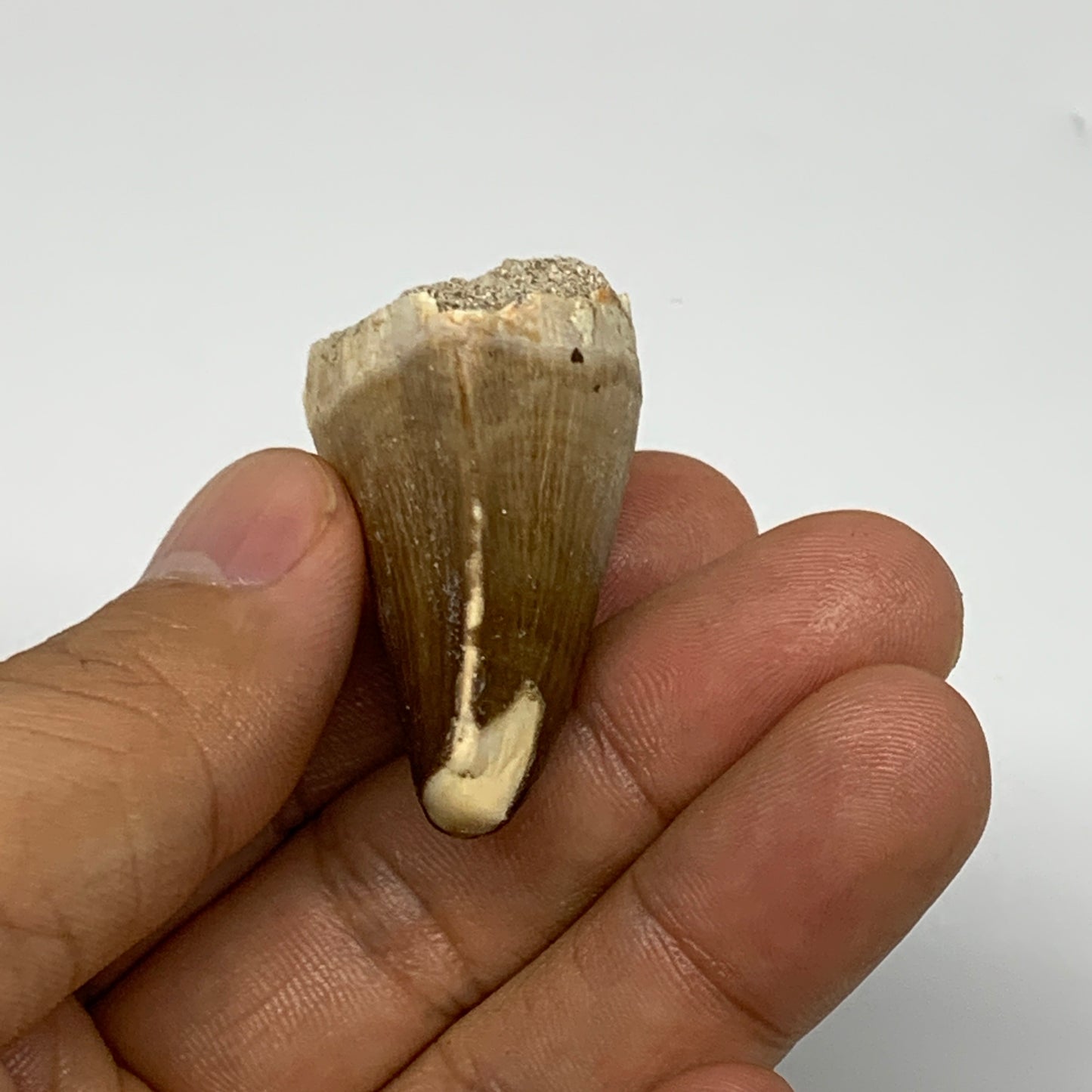 23g, 1.7"X1.2"x0.9" Fossil Mosasaur Tooth reptiles, Cretaceous @Morocco, B23732