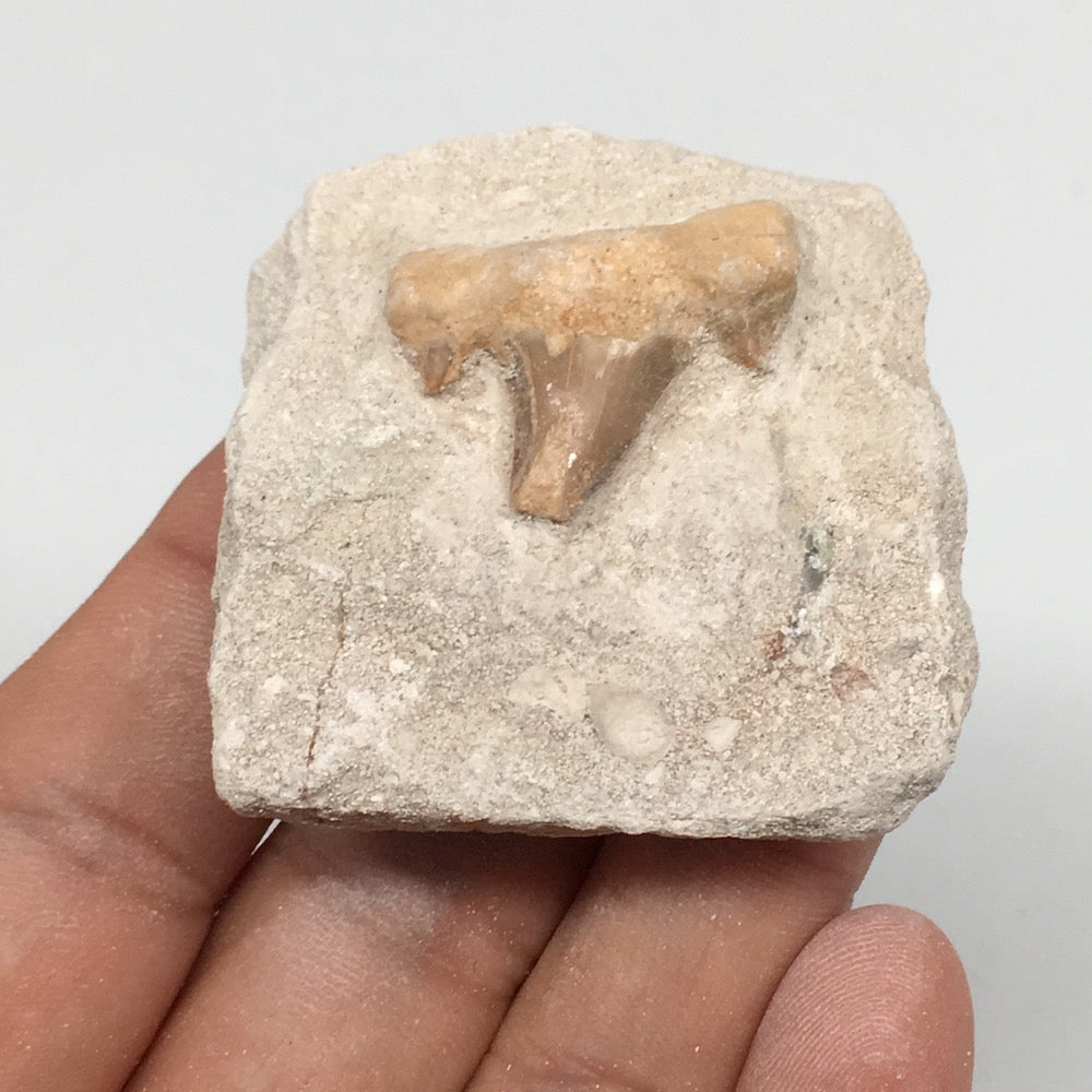 45.2g,1.8"X1.8"x0.9"Otodus Fossil Shark Tooth Mounted on Matrix @Morocco,MF1950