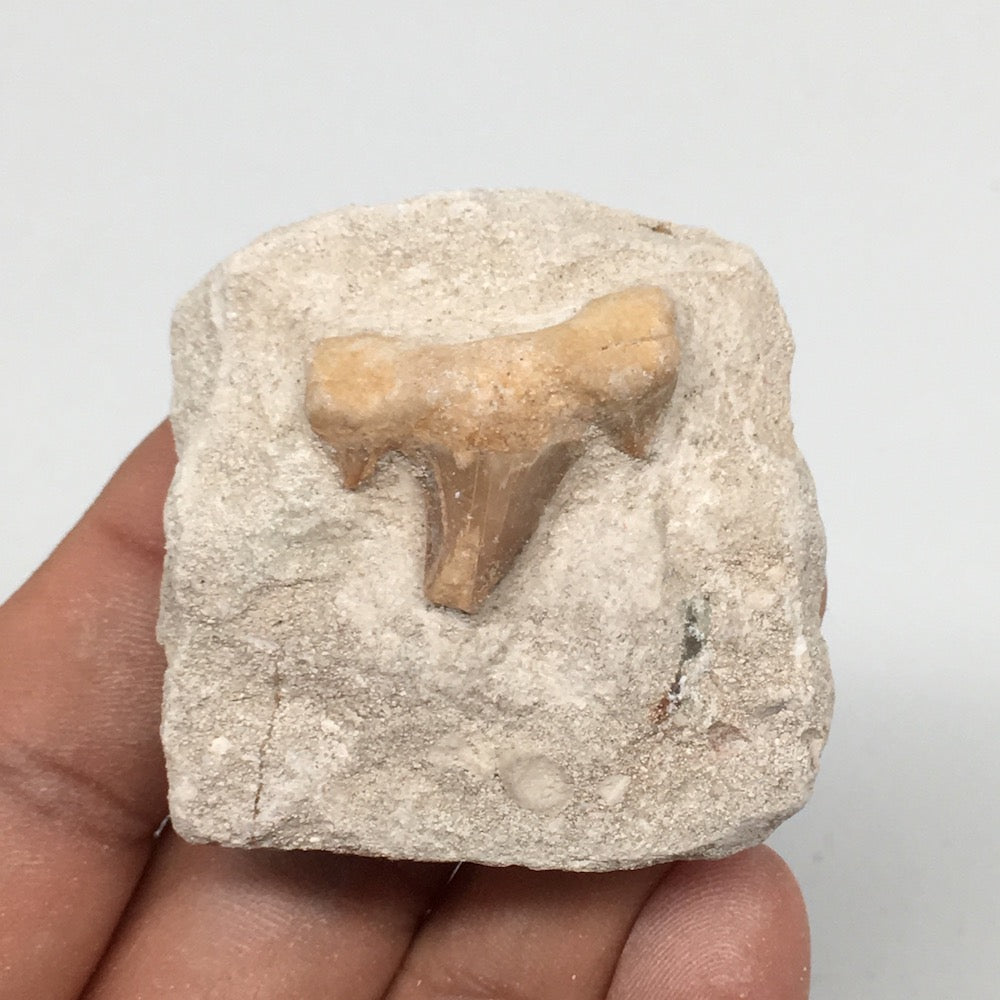 45.2g,1.8"X1.8"x0.9"Otodus Fossil Shark Tooth Mounted on Matrix @Morocco,MF1950