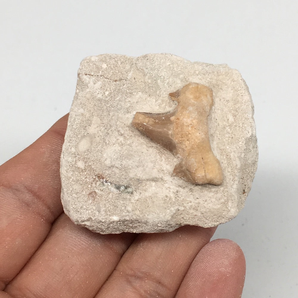 45.2g,1.8"X1.8"x0.9"Otodus Fossil Shark Tooth Mounted on Matrix @Morocco,MF1950