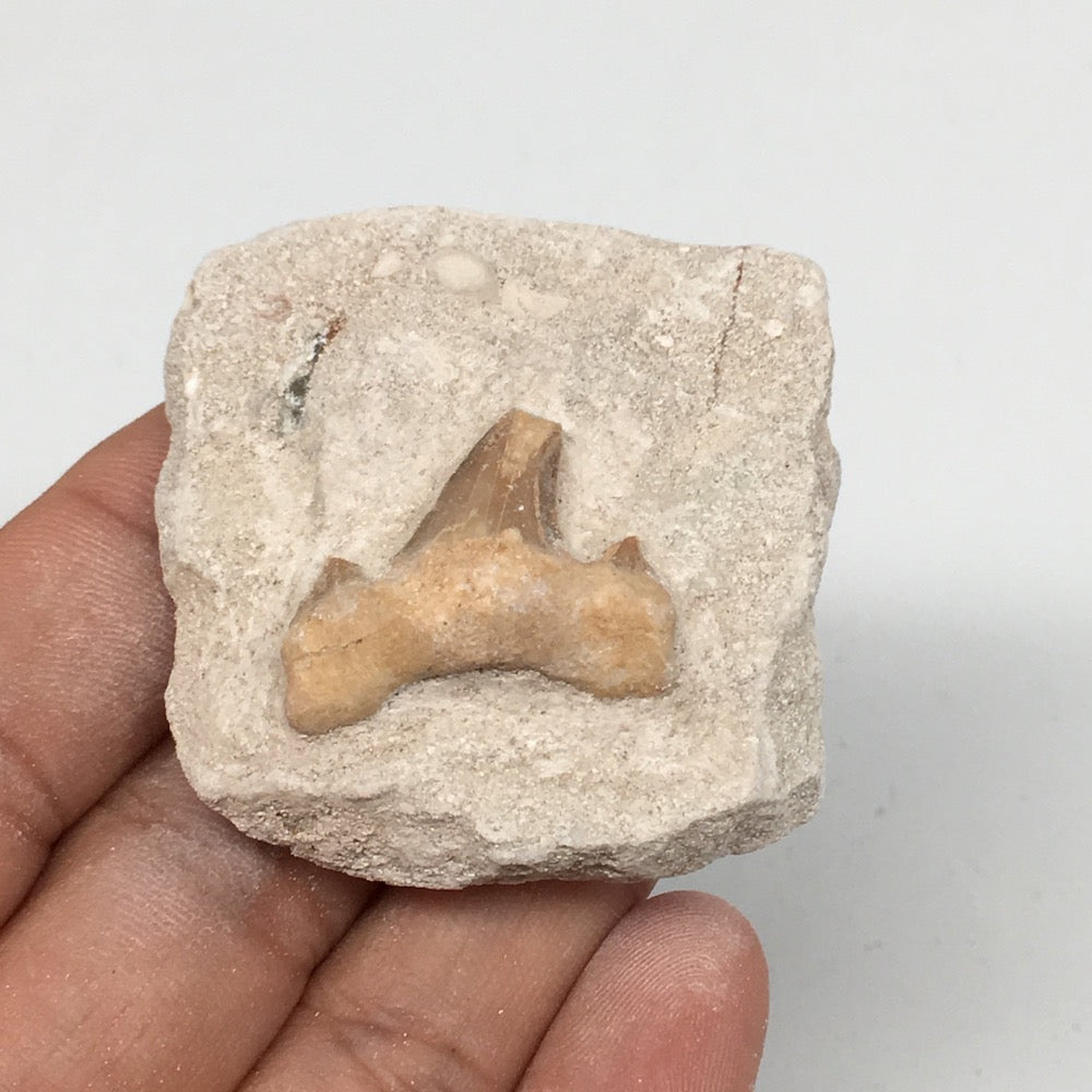 45.2g,1.8"X1.8"x0.9"Otodus Fossil Shark Tooth Mounted on Matrix @Morocco,MF1950