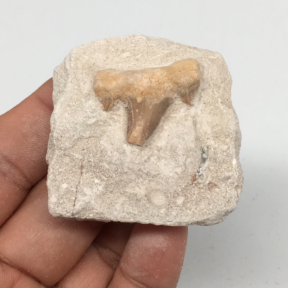 45.2g,1.8"X1.8"x0.9"Otodus Fossil Shark Tooth Mounted on Matrix @Morocco,MF1950