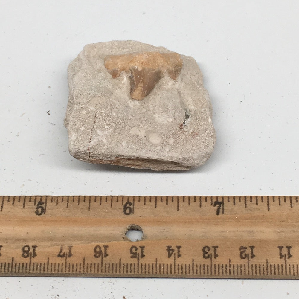 45.2g,1.8"X1.8"x0.9"Otodus Fossil Shark Tooth Mounted on Matrix @Morocco,MF1950