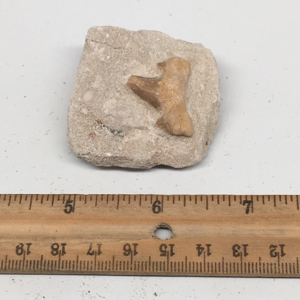 45.2g,1.8"X1.8"x0.9"Otodus Fossil Shark Tooth Mounted on Matrix @Morocco,MF1950