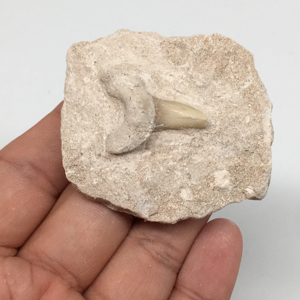 55.2g,2.1"X1.9"x0.9"Otodus Fossil Shark Tooth Mounted on Matrix @Morocco,MF1971