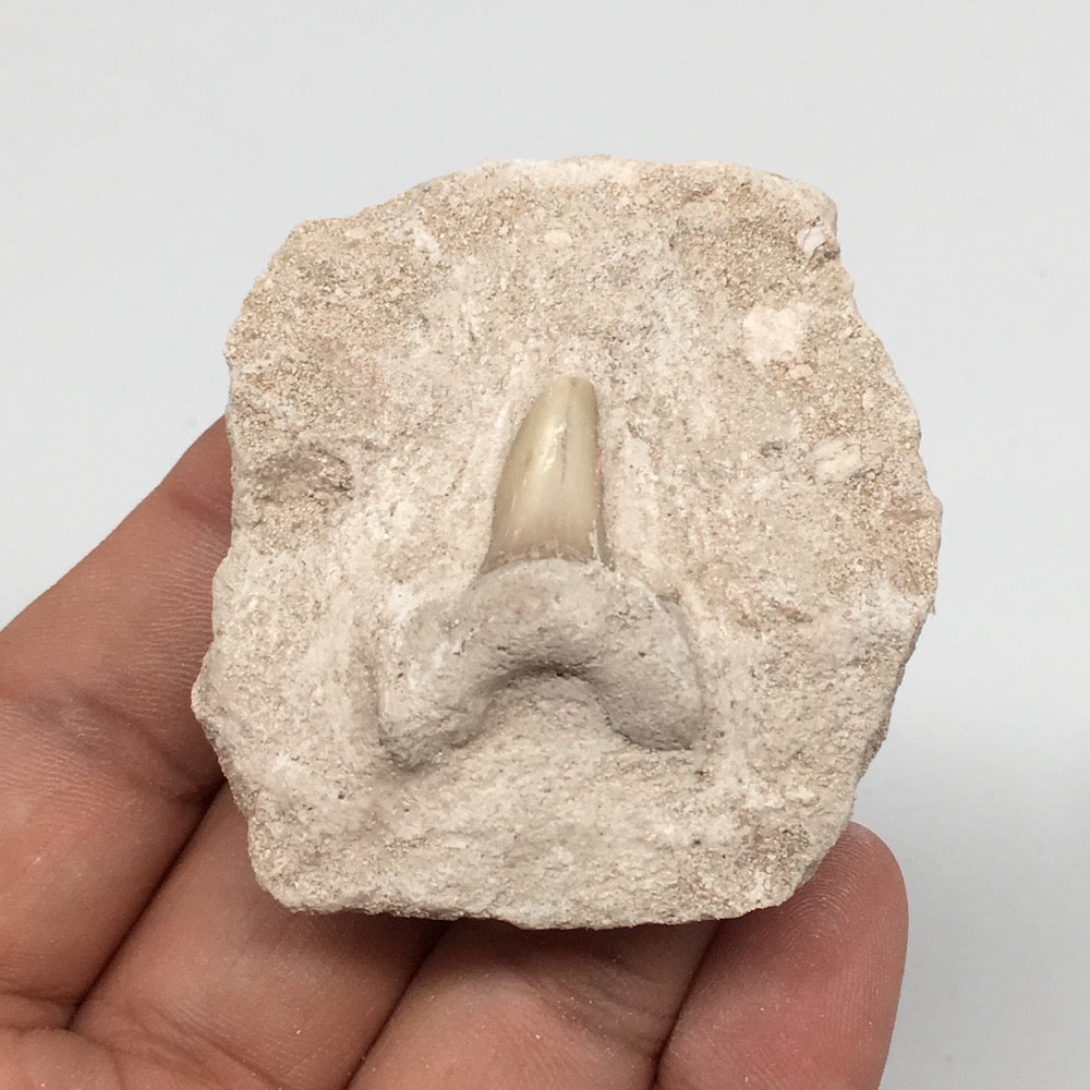 55.2g,2.1"X1.9"x0.9"Otodus Fossil Shark Tooth Mounted on Matrix @Morocco,MF1971