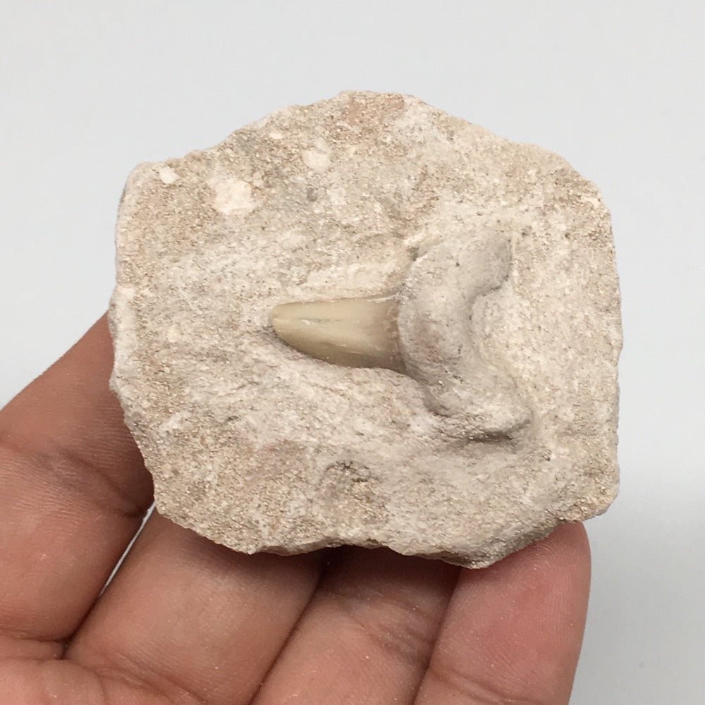 55.2g,2.1"X1.9"x0.9"Otodus Fossil Shark Tooth Mounted on Matrix @Morocco,MF1971