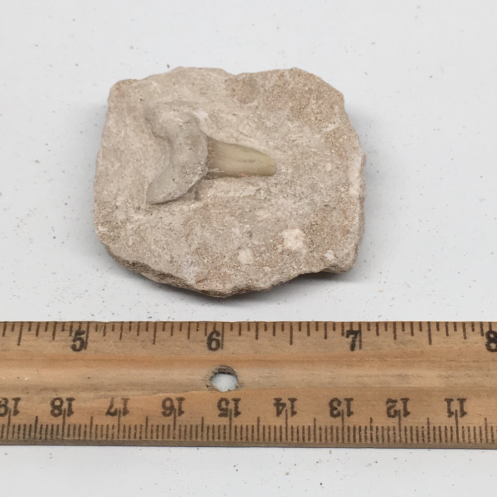 55.2g,2.1"X1.9"x0.9"Otodus Fossil Shark Tooth Mounted on Matrix @Morocco,MF1971