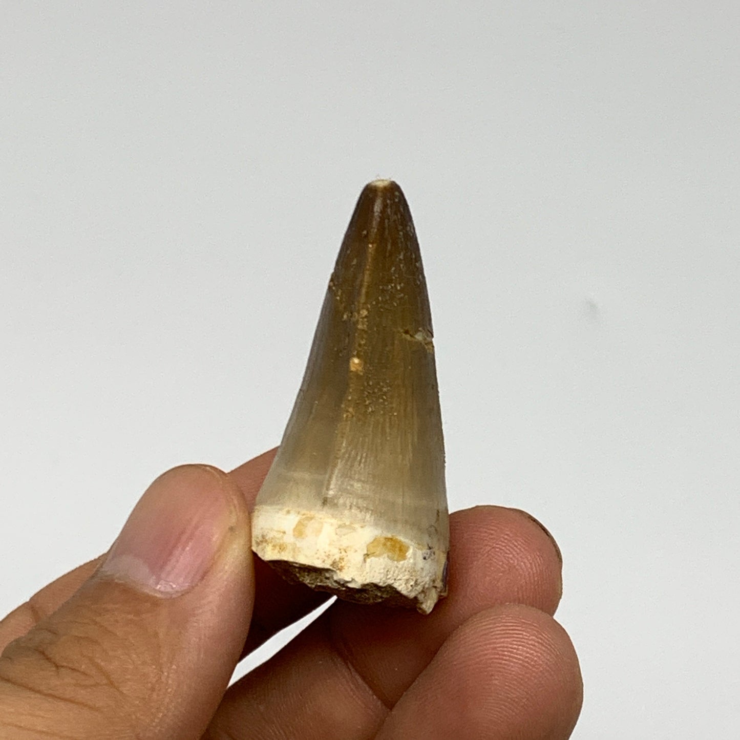 19.1g, 1.7"X1"x0.8" Fossil Mosasaur Tooth reptiles, Cretaceous @Morocco, B23751