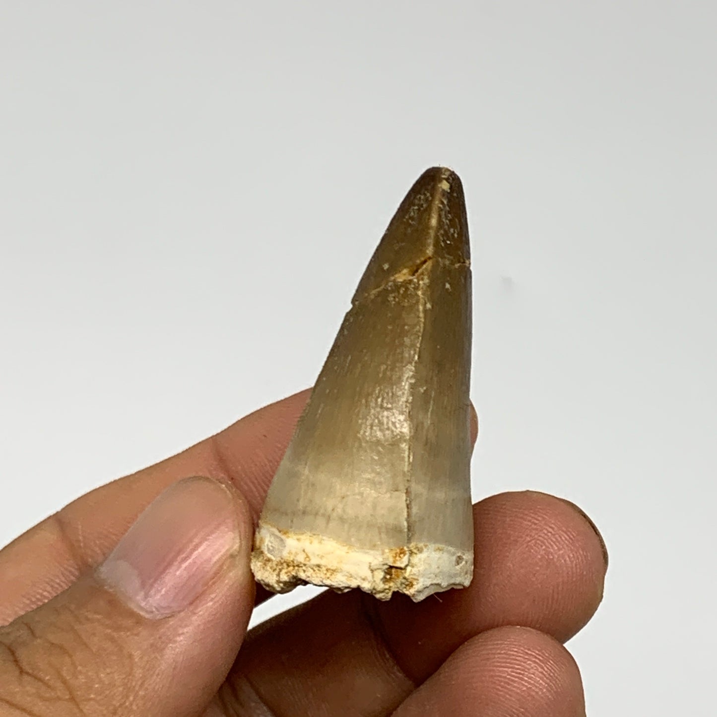 19.1g, 1.7"X1"x0.8" Fossil Mosasaur Tooth reptiles, Cretaceous @Morocco, B23751