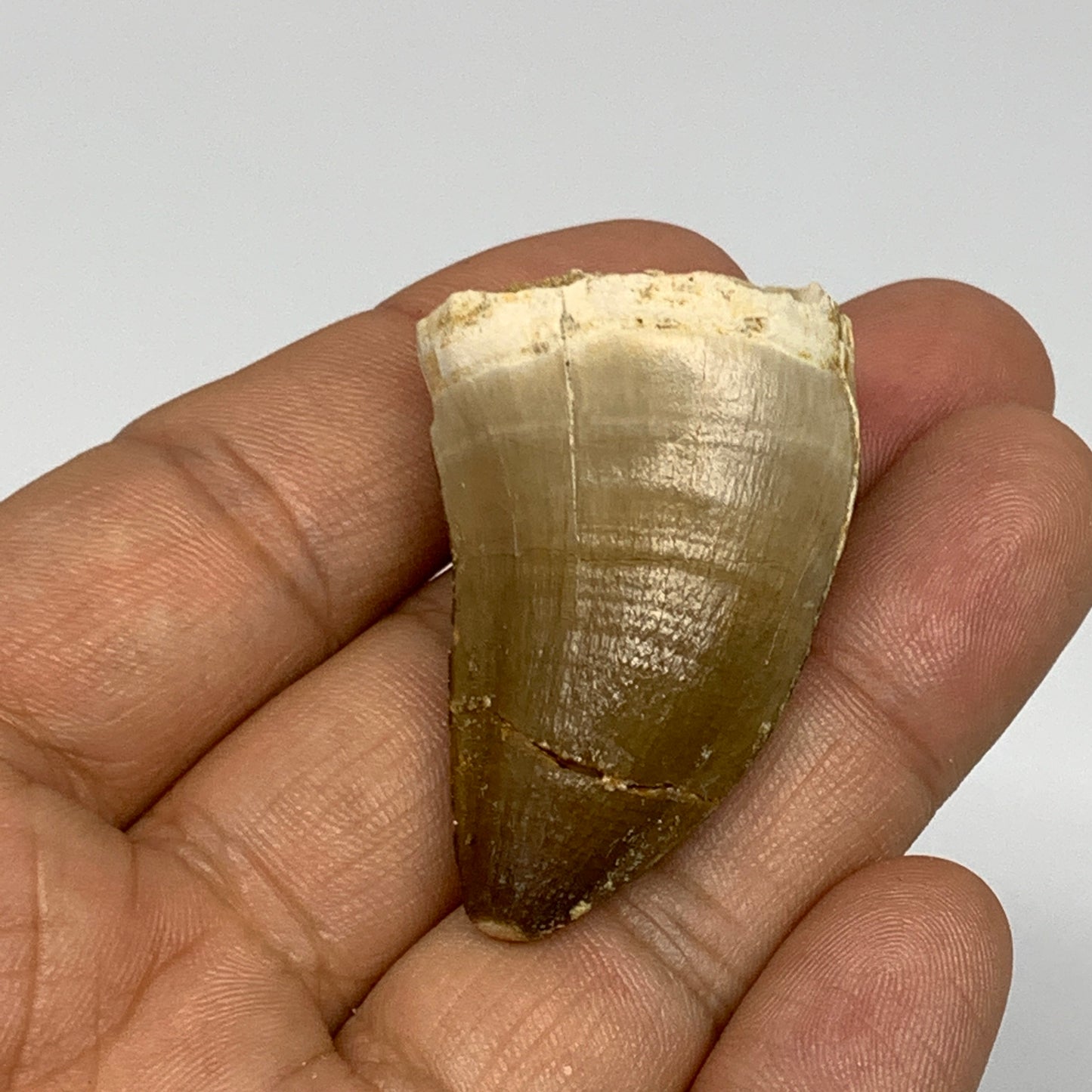 19.1g, 1.7"X1"x0.8" Fossil Mosasaur Tooth reptiles, Cretaceous @Morocco, B23751