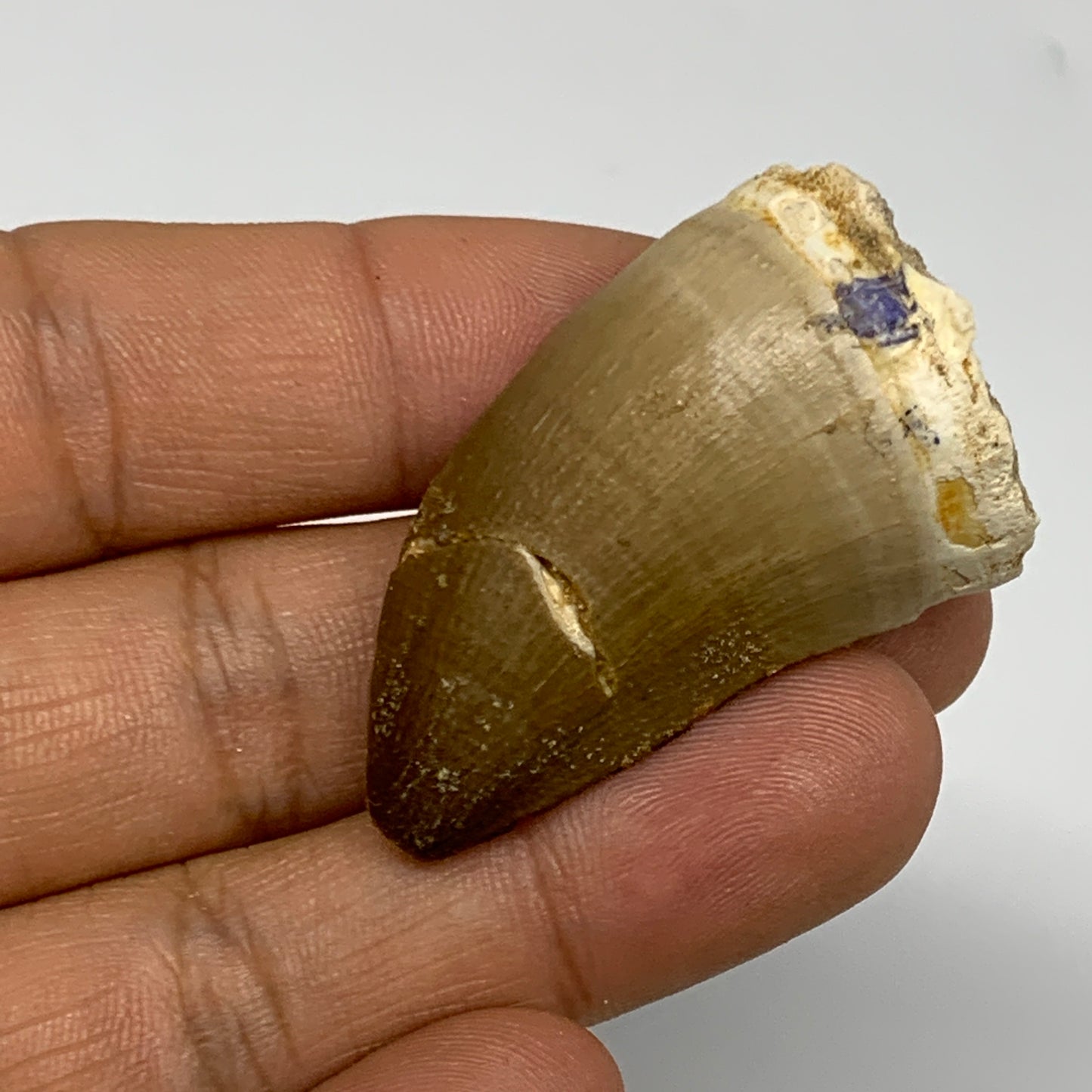 19.1g, 1.7"X1"x0.8" Fossil Mosasaur Tooth reptiles, Cretaceous @Morocco, B23751