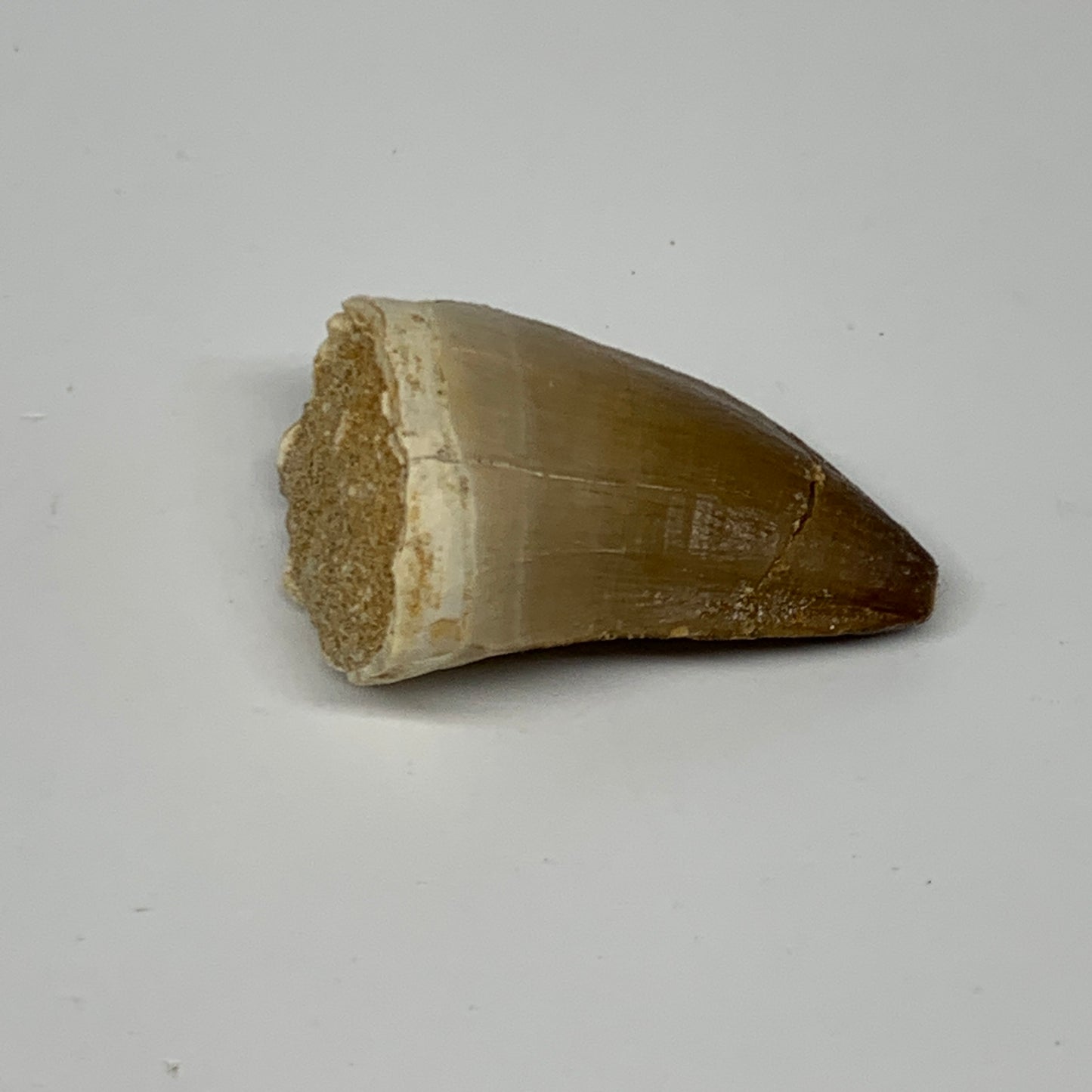 19.1g, 1.7"X1"x0.8" Fossil Mosasaur Tooth reptiles, Cretaceous @Morocco, B23751