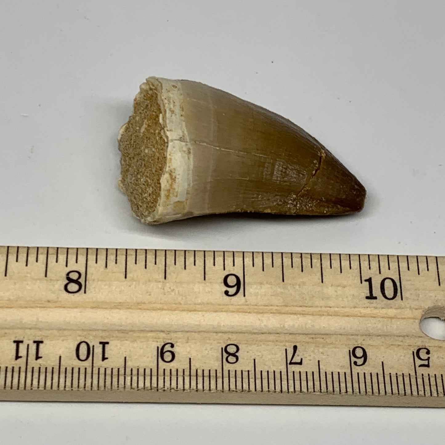 19.1g, 1.7"X1"x0.8" Fossil Mosasaur Tooth reptiles, Cretaceous @Morocco, B23751