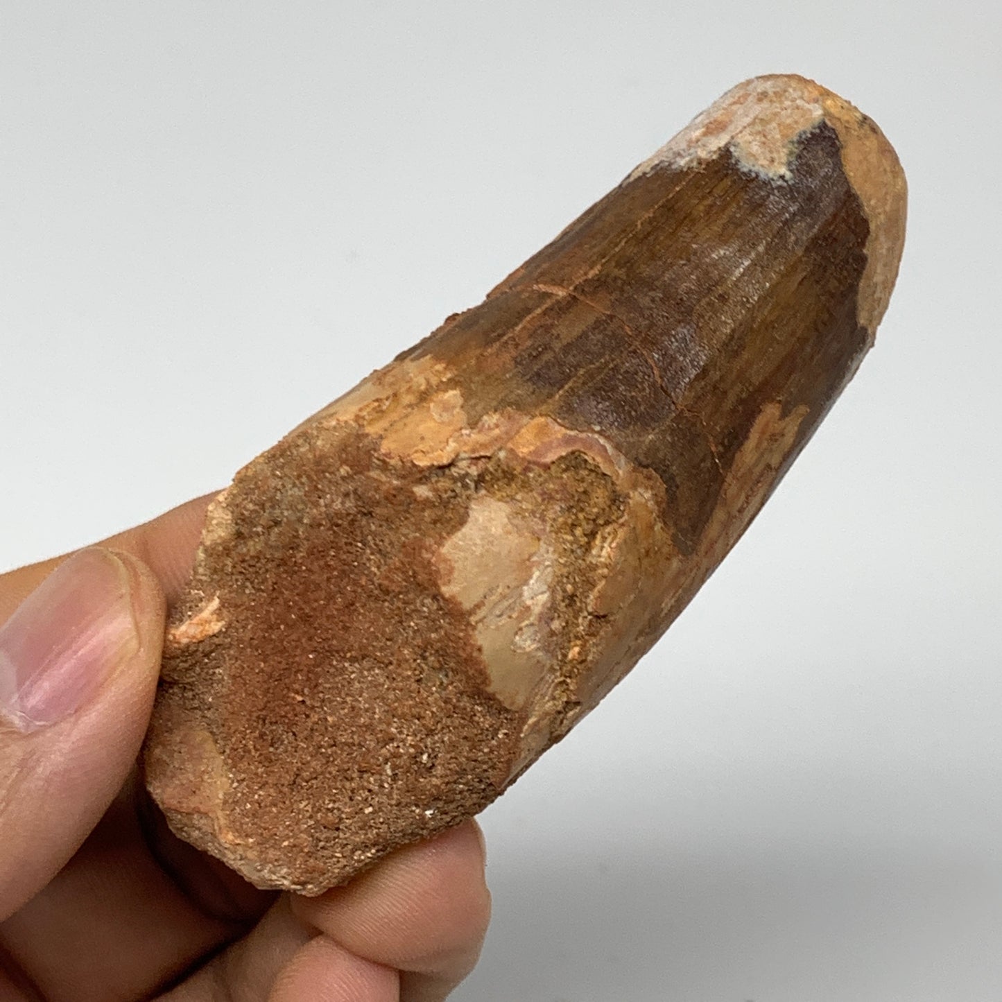 54.3g, 3"X1.2"x 1", Rare Natural Fossils Spinosaurus Tooth from Morocco, F3210