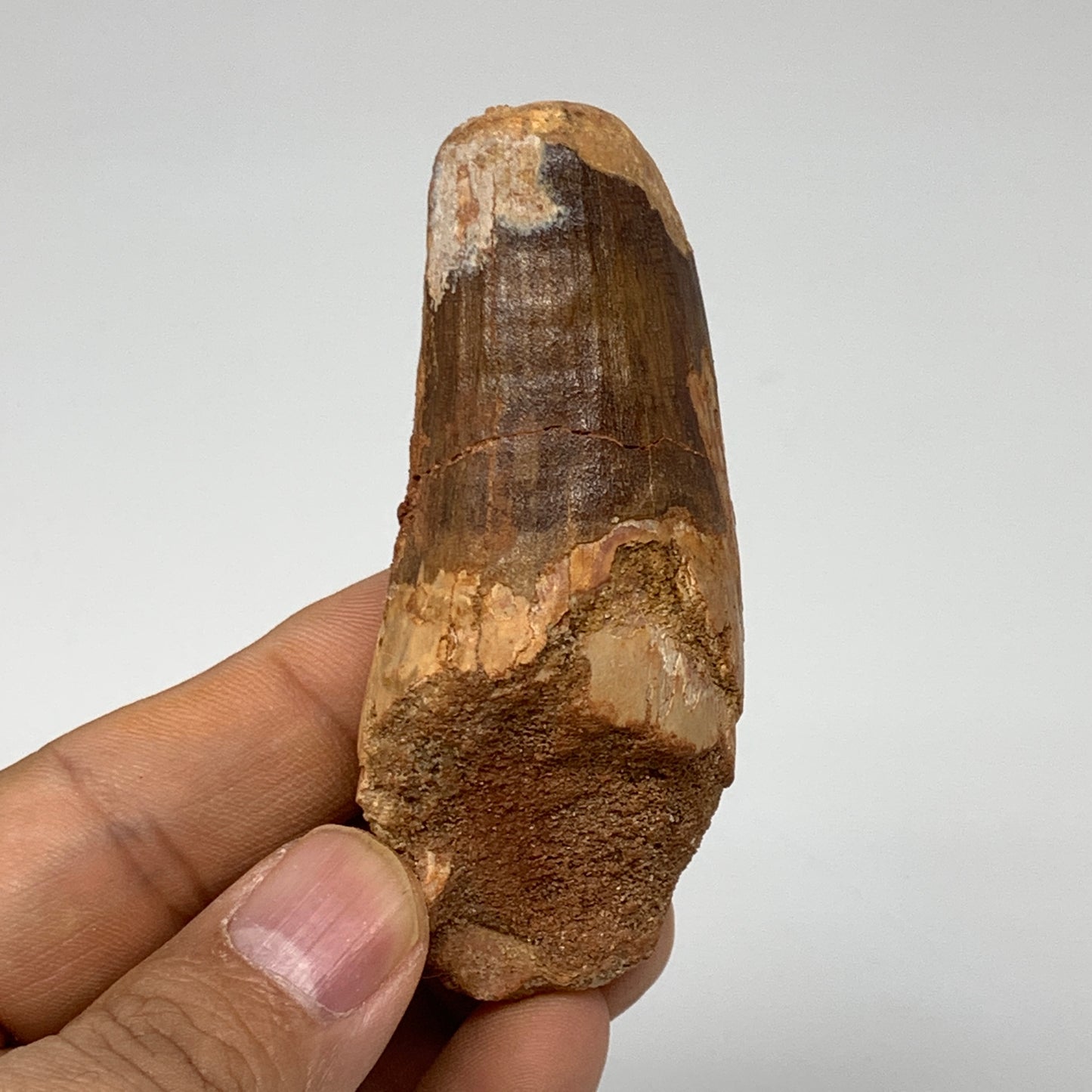 54.3g, 3"X1.2"x 1", Rare Natural Fossils Spinosaurus Tooth from Morocco, F3210