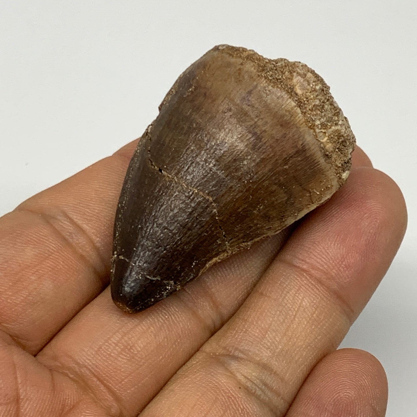 29.9g, 1.8"X1.3"x1" Fossil Mosasaur Tooth reptiles, Cretaceous @Morocco, B23753