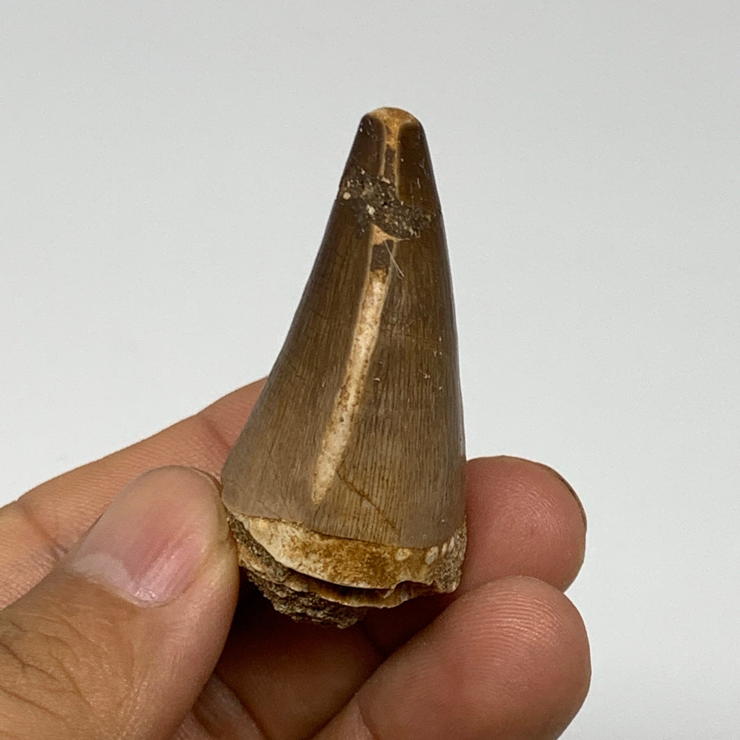 20.5g, 1.9"X1.1"x0.9" Fossil Mosasaur Tooth reptiles, Cretaceous @Morocco, B2375