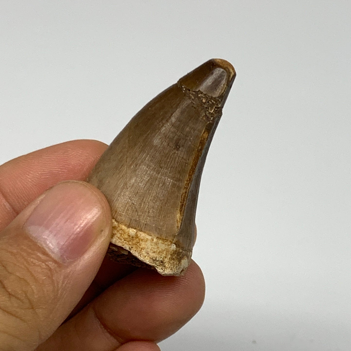 20.5g, 1.9"X1.1"x0.9" Fossil Mosasaur Tooth reptiles, Cretaceous @Morocco, B2375