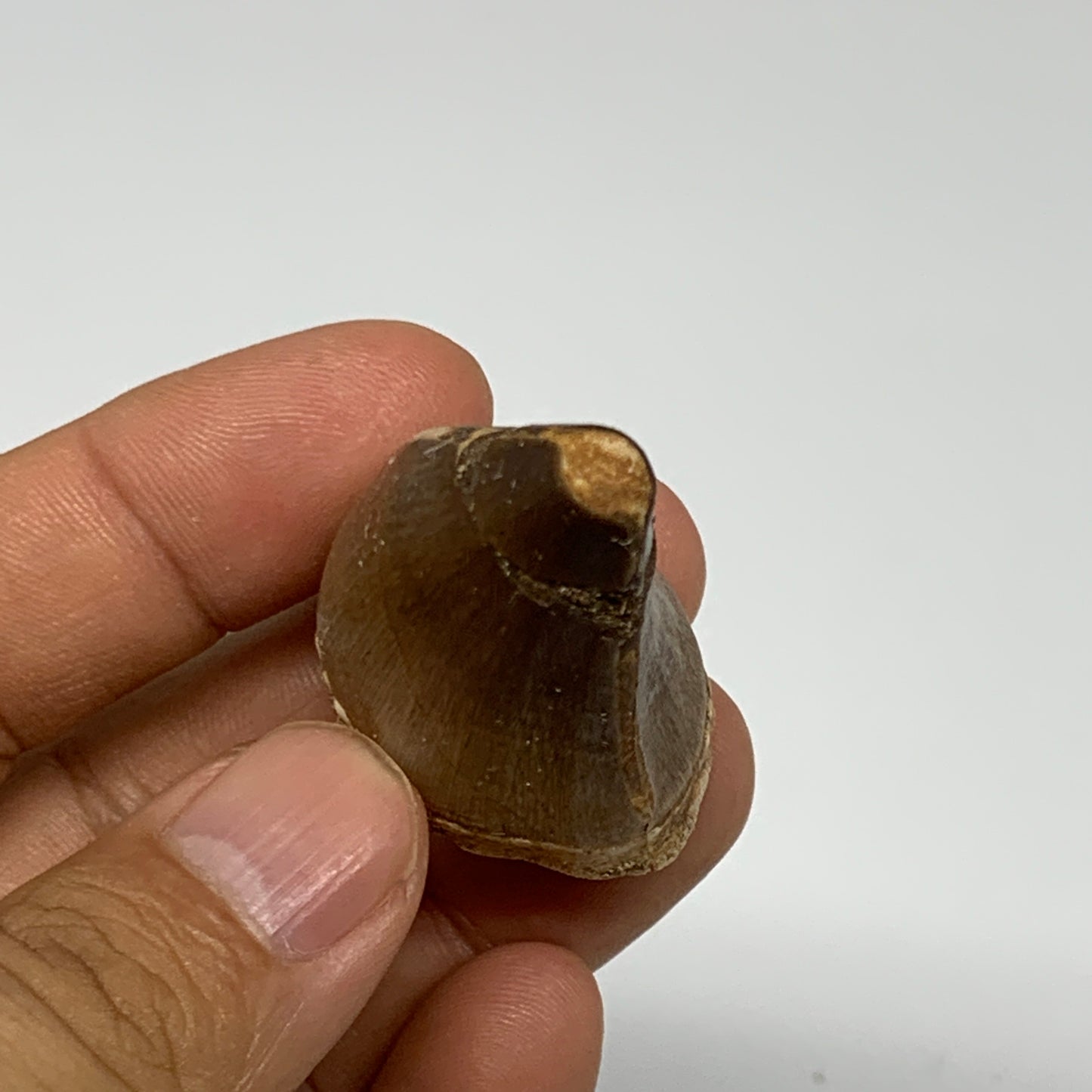 20.5g, 1.9"X1.1"x0.9" Fossil Mosasaur Tooth reptiles, Cretaceous @Morocco, B2375