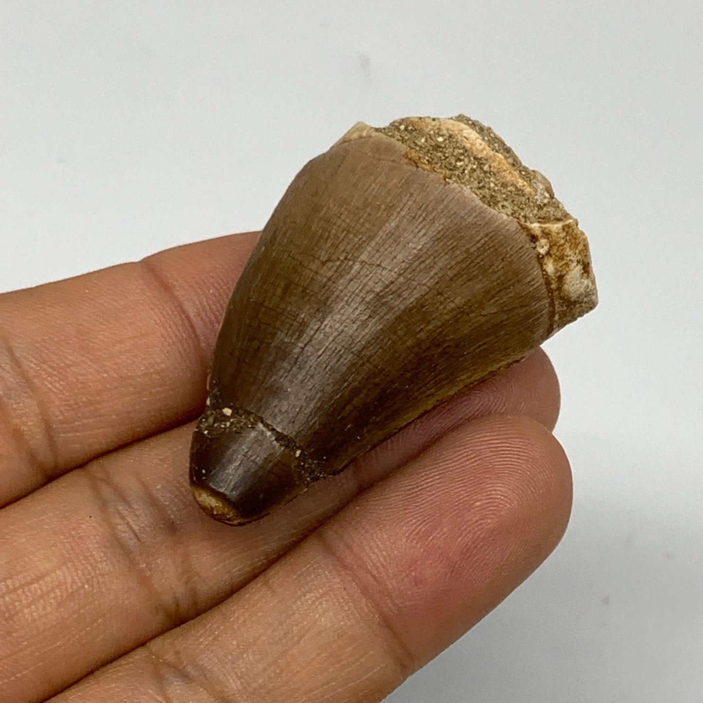 20.5g, 1.9"X1.1"x0.9" Fossil Mosasaur Tooth reptiles, Cretaceous @Morocco, B2375