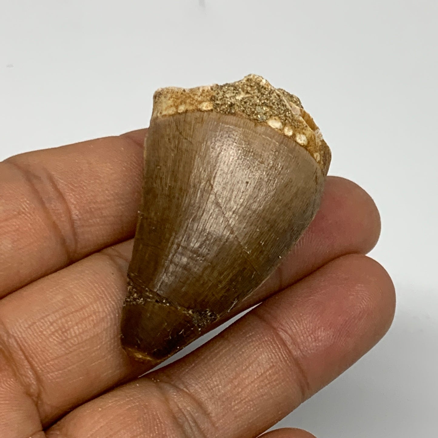 20.5g, 1.9"X1.1"x0.9" Fossil Mosasaur Tooth reptiles, Cretaceous @Morocco, B2375