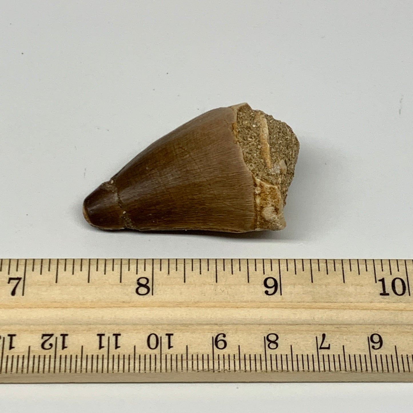 20.5g, 1.9"X1.1"x0.9" Fossil Mosasaur Tooth reptiles, Cretaceous @Morocco, B2375