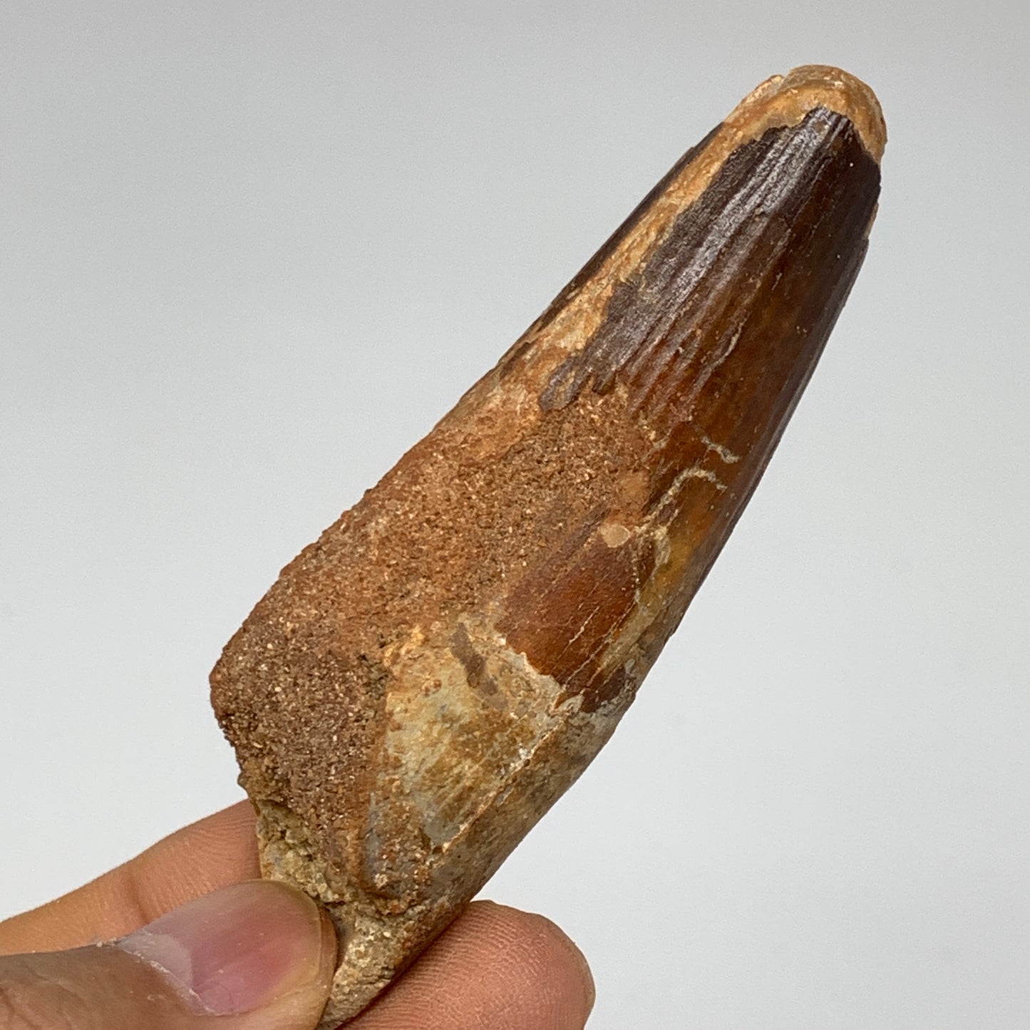 42g, 3.3"X1"x 0.9", Rare Natural Fossils Spinosaurus Tooth from Morocco, F3217