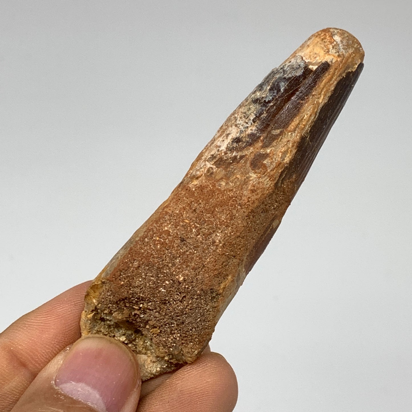 42g, 3.3"X1"x 0.9", Rare Natural Fossils Spinosaurus Tooth from Morocco, F3217