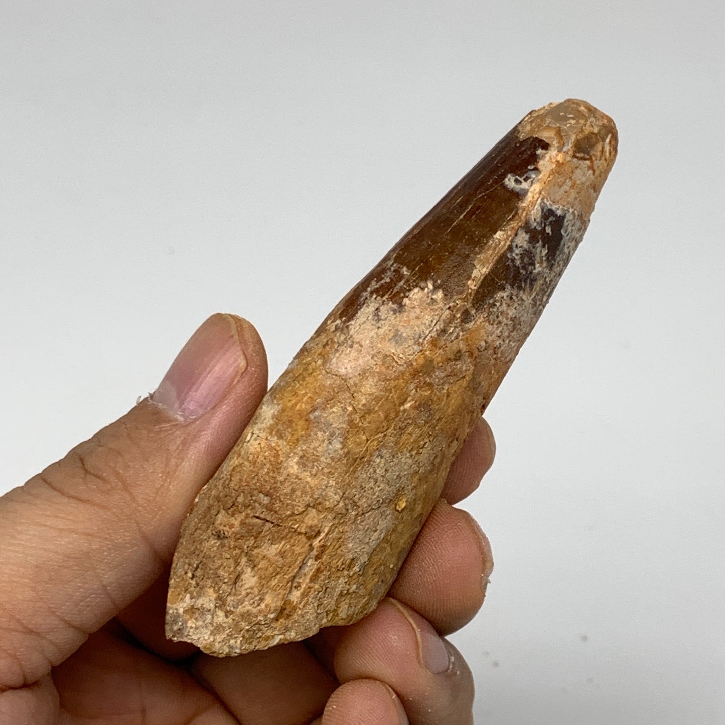 42g, 3.3"X1"x 0.9", Rare Natural Fossils Spinosaurus Tooth from Morocco, F3217