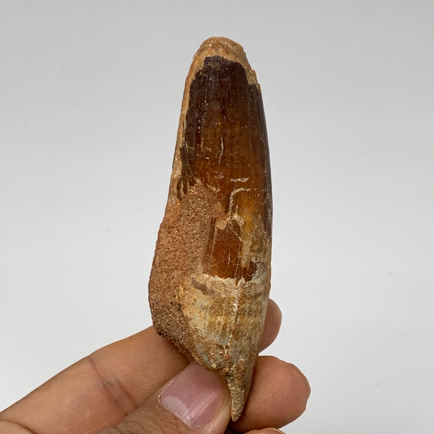 42g, 3.3"X1"x 0.9", Rare Natural Fossils Spinosaurus Tooth from Morocco, F3217