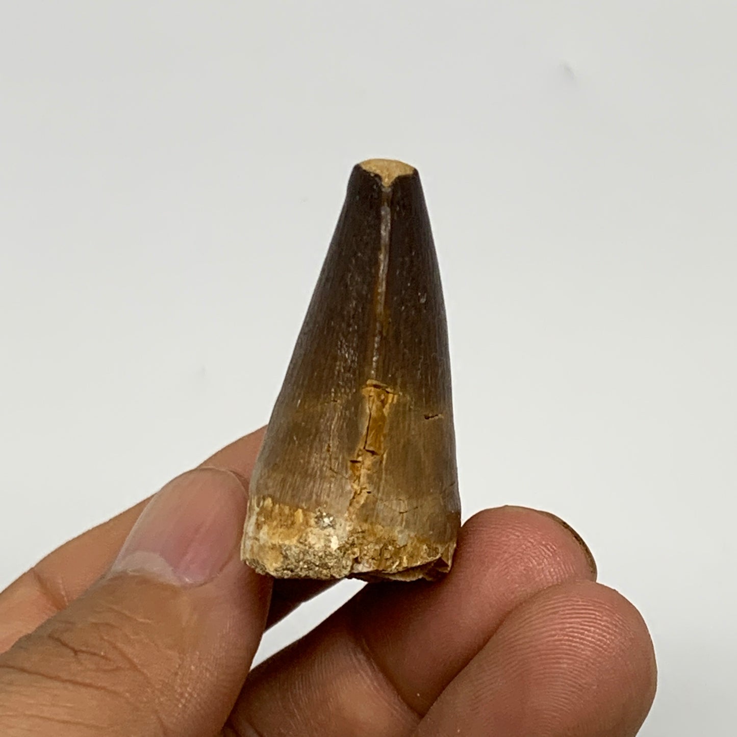 19.5g, 1.5"X1"x0.8" Fossil Mosasaur Tooth reptiles, Cretaceous @Morocco, B23761