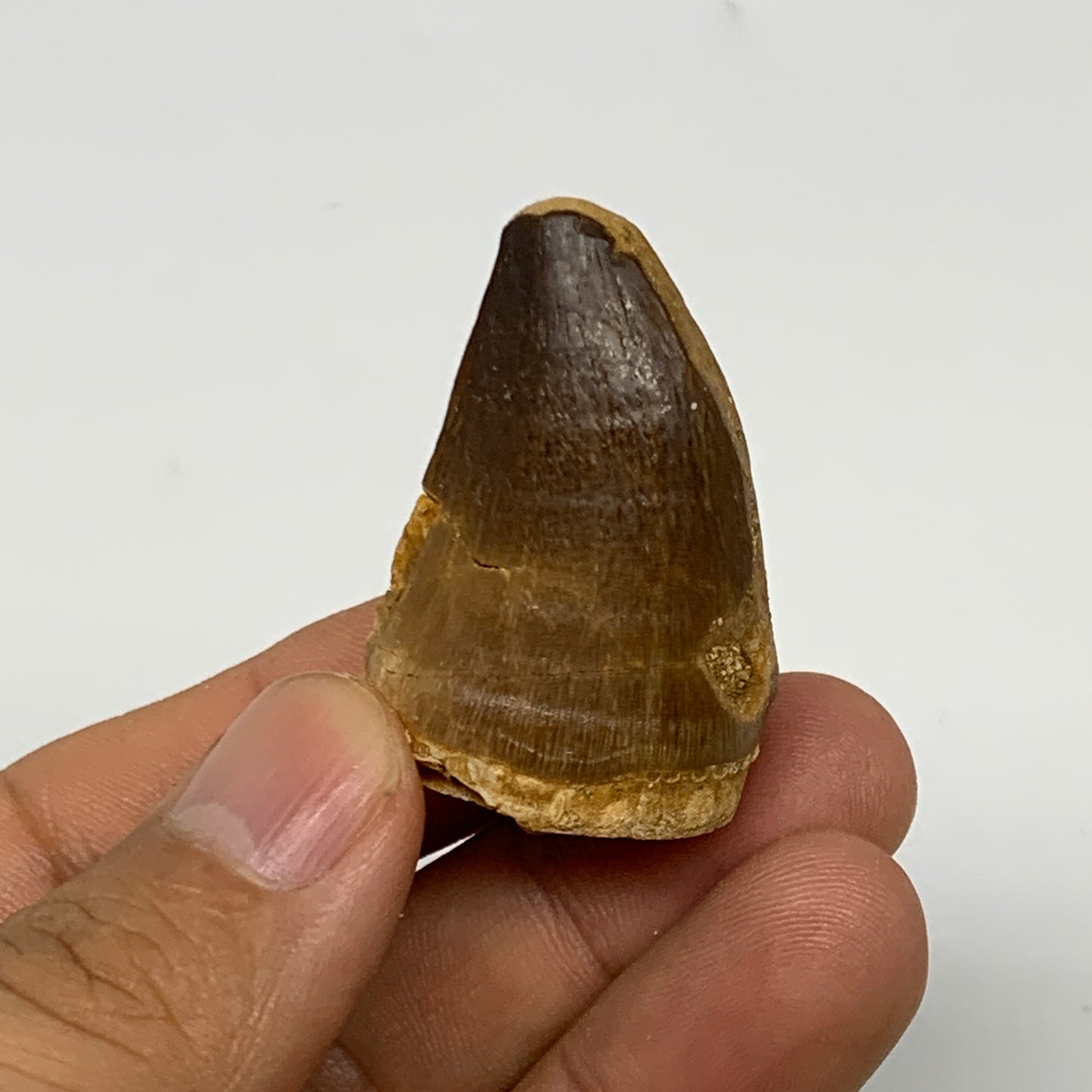 19.5g, 1.5"X1"x0.8" Fossil Mosasaur Tooth reptiles, Cretaceous @Morocco, B23761