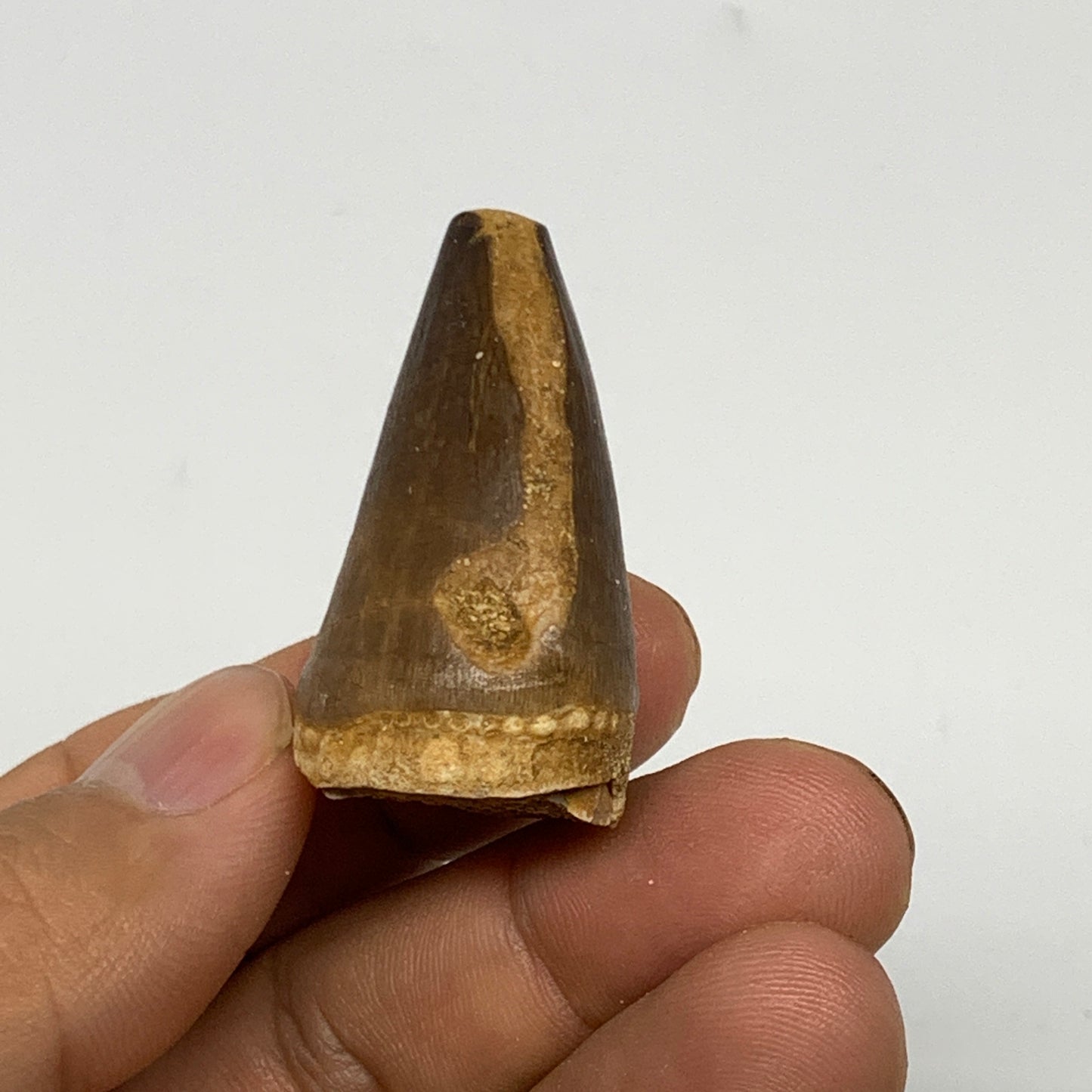 19.5g, 1.5"X1"x0.8" Fossil Mosasaur Tooth reptiles, Cretaceous @Morocco, B23761