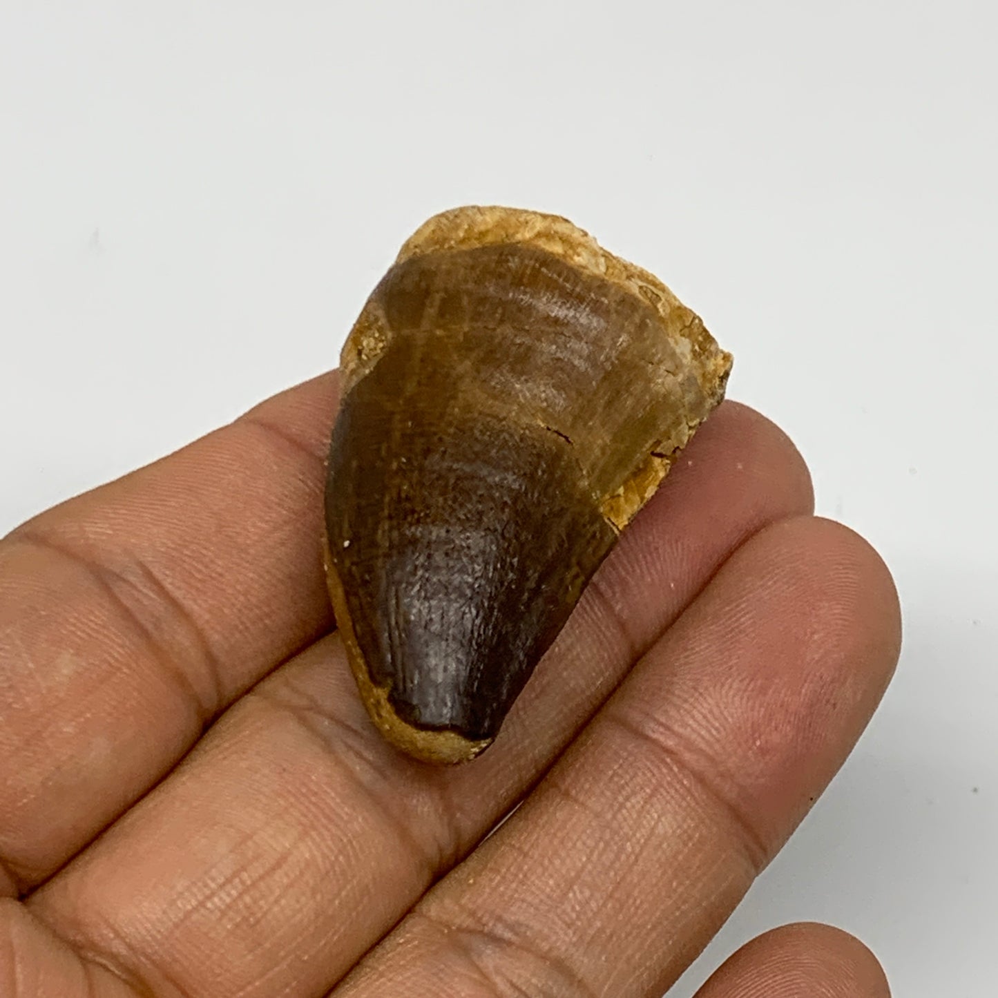 19.5g, 1.5"X1"x0.8" Fossil Mosasaur Tooth reptiles, Cretaceous @Morocco, B23761