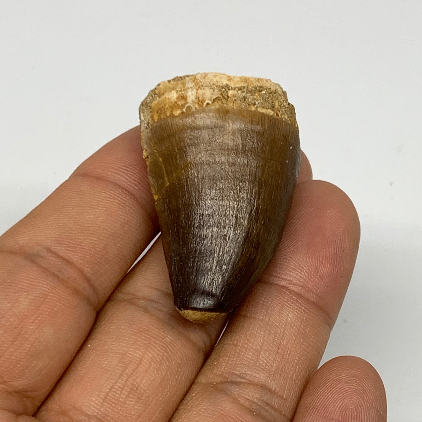 19.5g, 1.5"X1"x0.8" Fossil Mosasaur Tooth reptiles, Cretaceous @Morocco, B23761