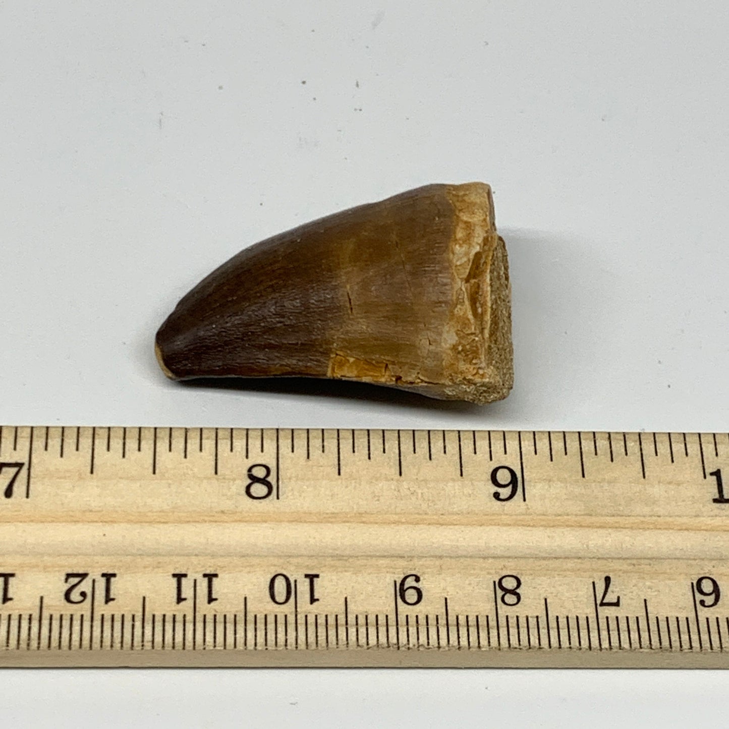 19.5g, 1.5"X1"x0.8" Fossil Mosasaur Tooth reptiles, Cretaceous @Morocco, B23761