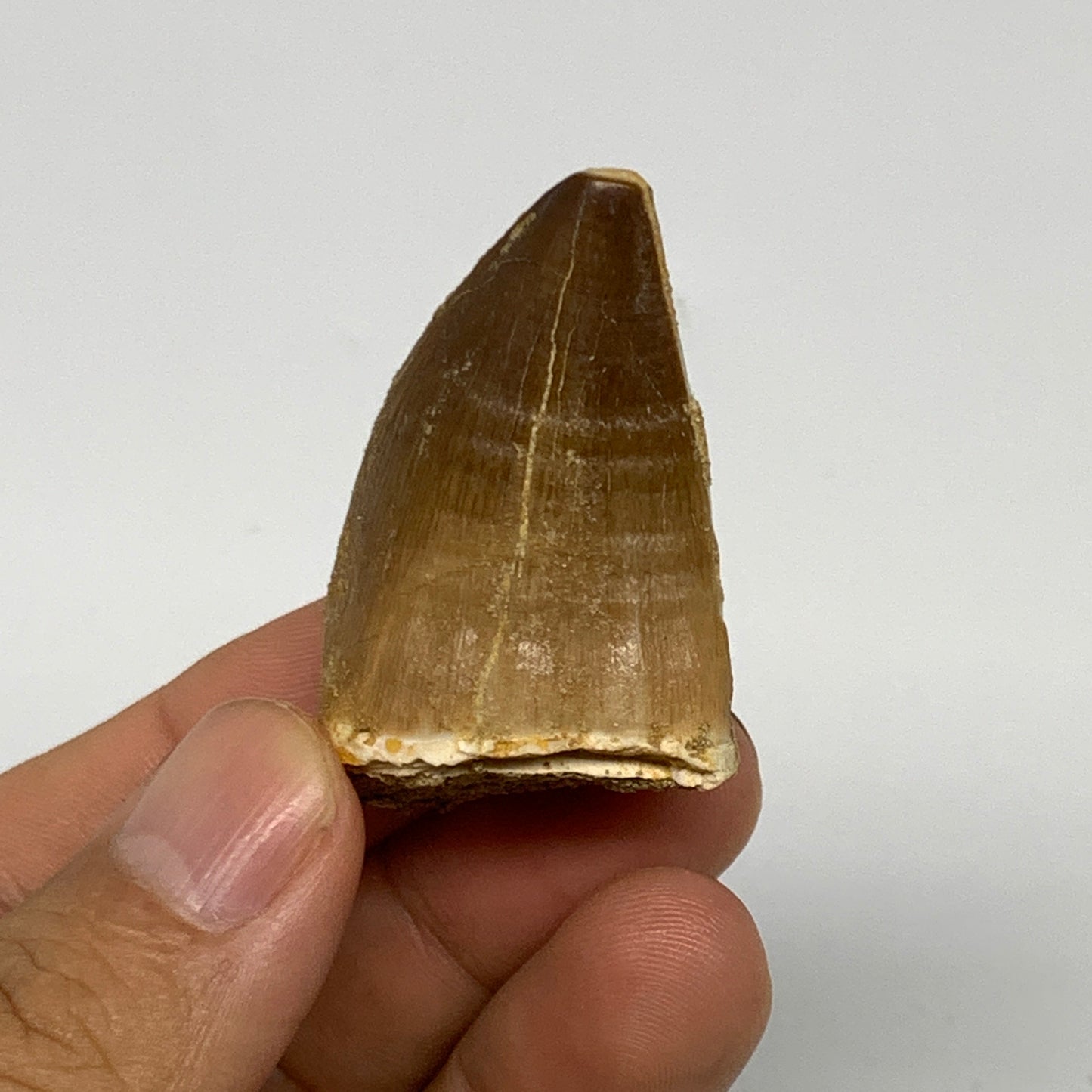 22.2g, 1.8"X1.1"x0.9" Fossil Mosasaur Tooth reptiles, Cretaceous @Morocco, B2376