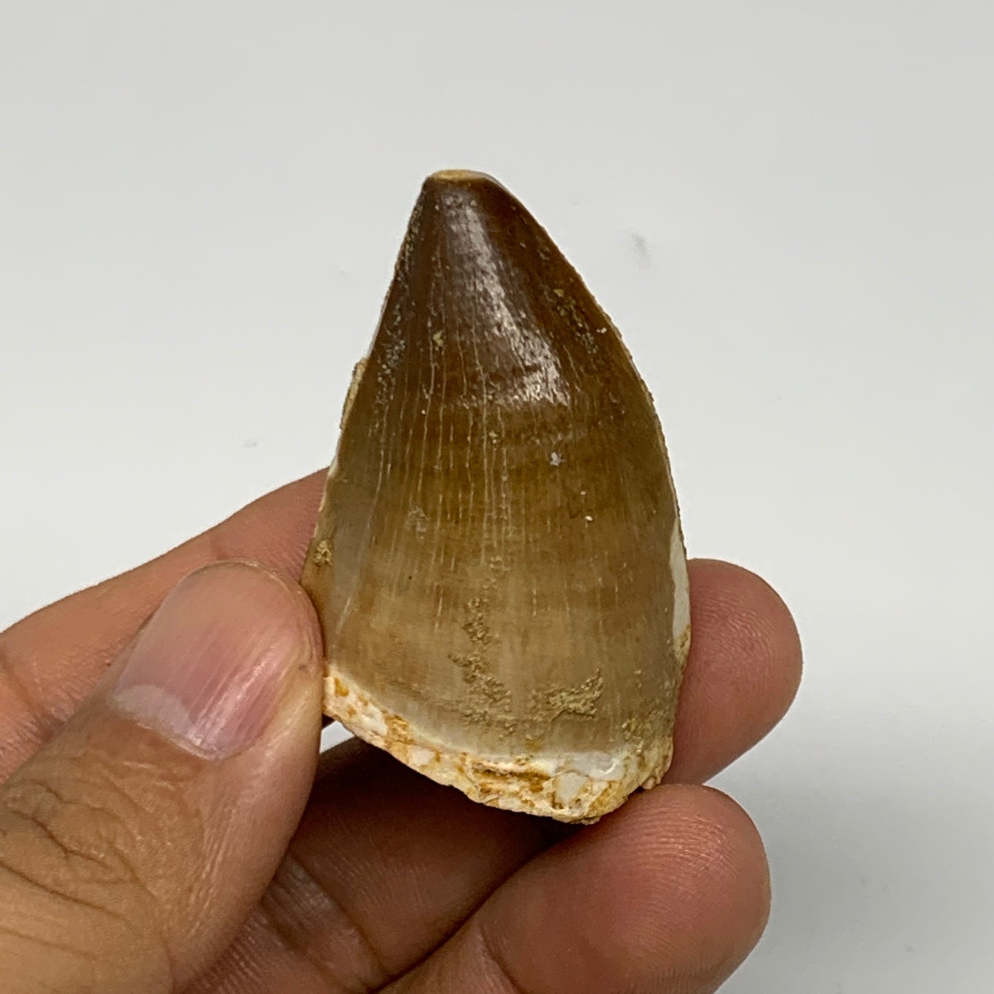 22.2g, 1.8"X1.1"x0.9" Fossil Mosasaur Tooth reptiles, Cretaceous @Morocco, B2376