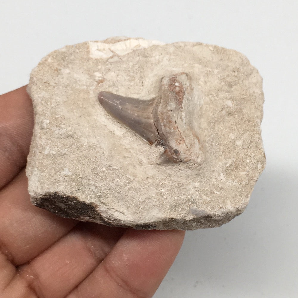 64.7g,2.3"X1.9"x0.9"Otodus Fossil Shark Tooth Mounted on Matrix @Morocco,MF1987