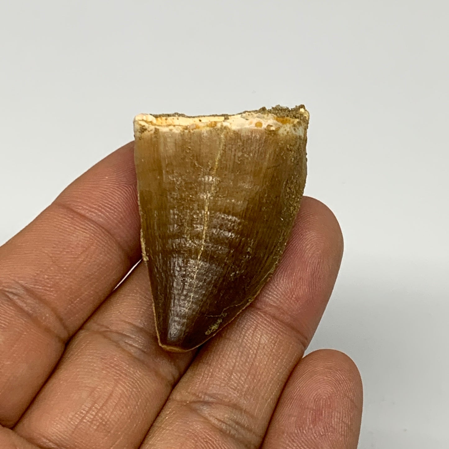 22.2g, 1.8"X1.1"x0.9" Fossil Mosasaur Tooth reptiles, Cretaceous @Morocco, B2376