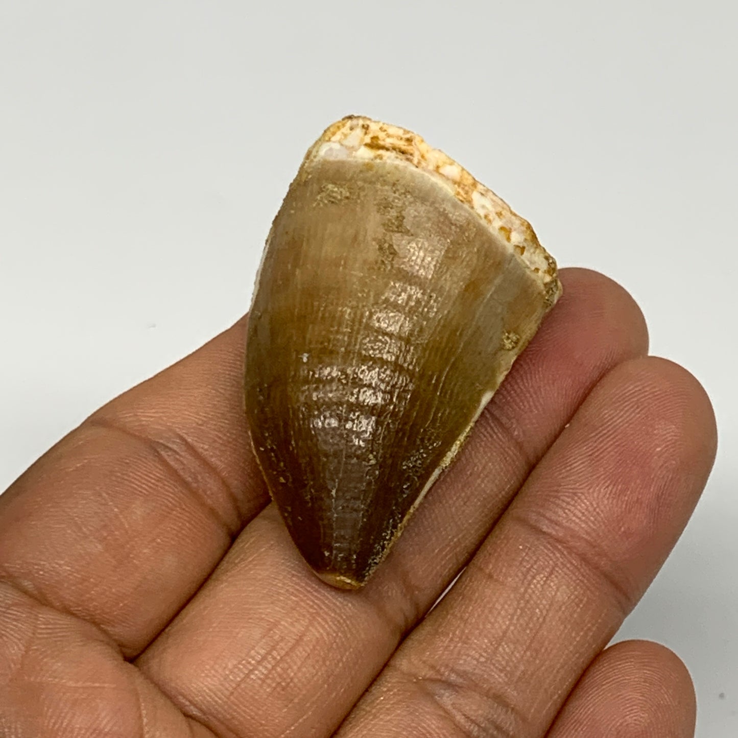 22.2g, 1.8"X1.1"x0.9" Fossil Mosasaur Tooth reptiles, Cretaceous @Morocco, B2376