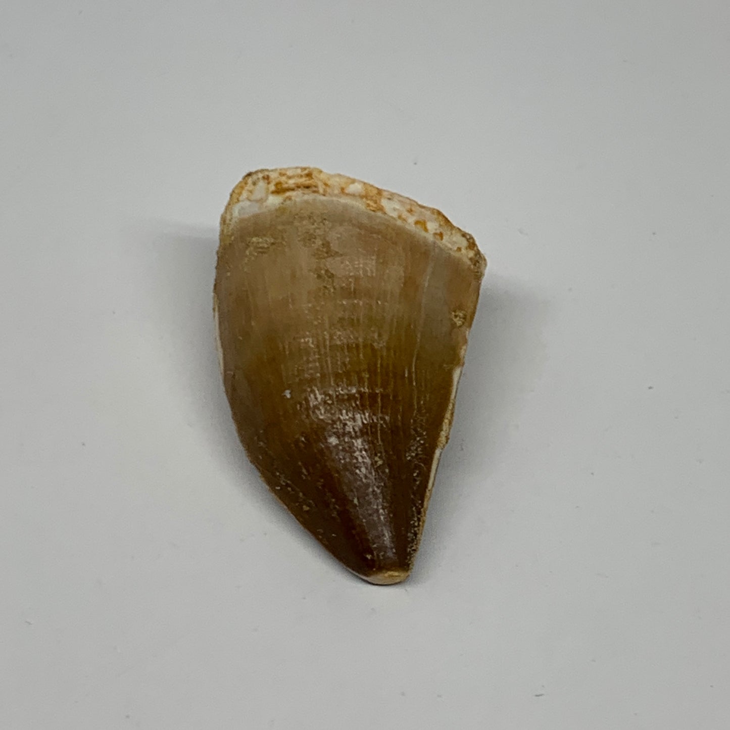 22.2g, 1.8"X1.1"x0.9" Fossil Mosasaur Tooth reptiles, Cretaceous @Morocco, B2376