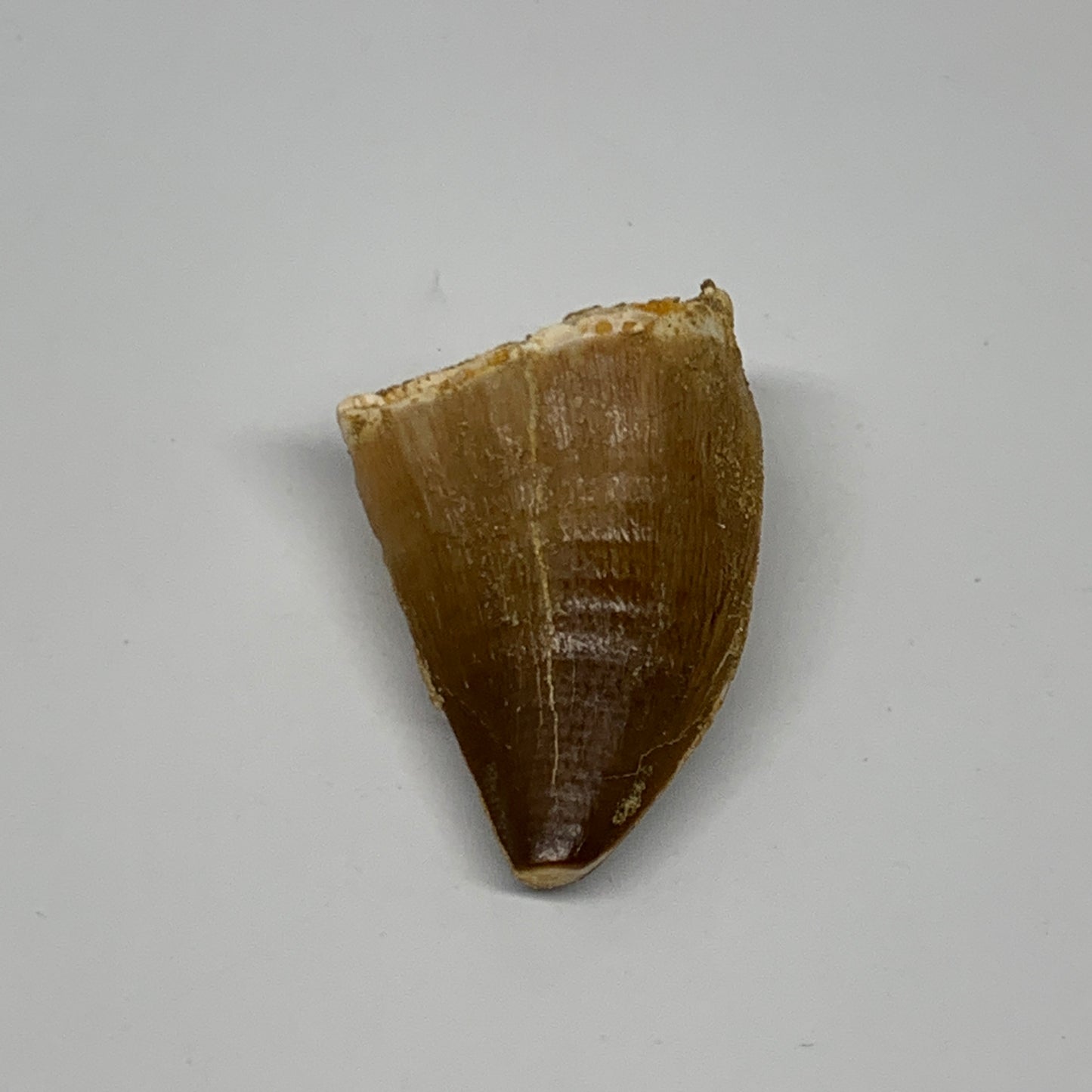 22.2g, 1.8"X1.1"x0.9" Fossil Mosasaur Tooth reptiles, Cretaceous @Morocco, B2376