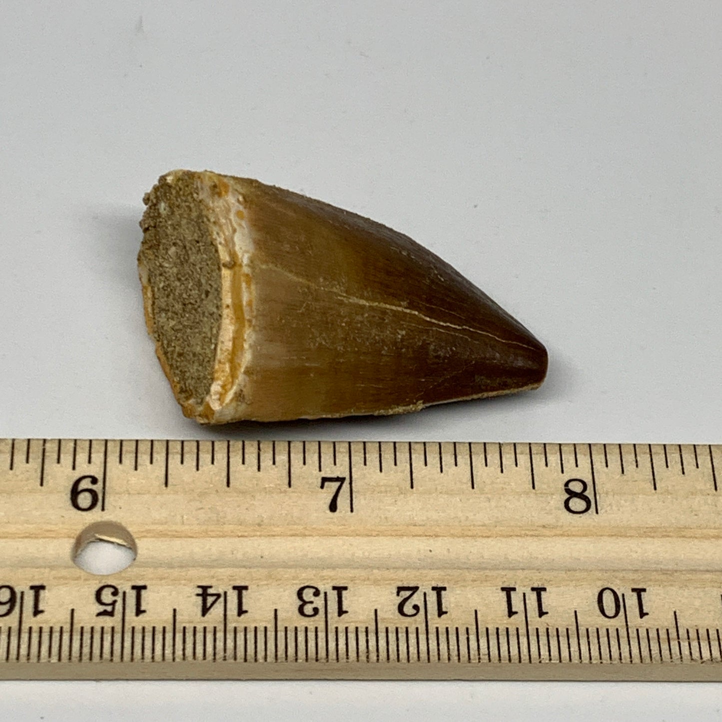 22.2g, 1.8"X1.1"x0.9" Fossil Mosasaur Tooth reptiles, Cretaceous @Morocco, B2376