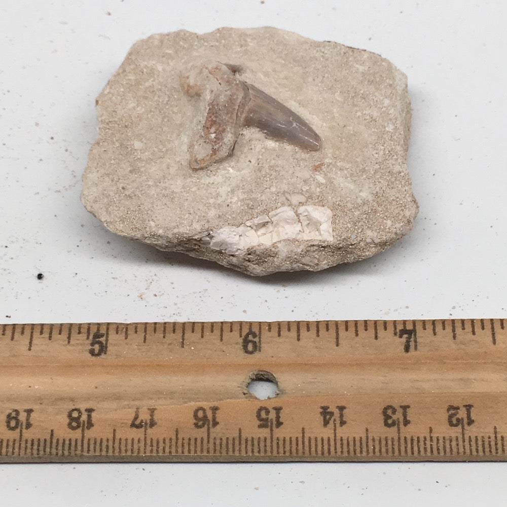 64.7g,2.3"X1.9"x0.9"Otodus Fossil Shark Tooth Mounted on Matrix @Morocco,MF1987