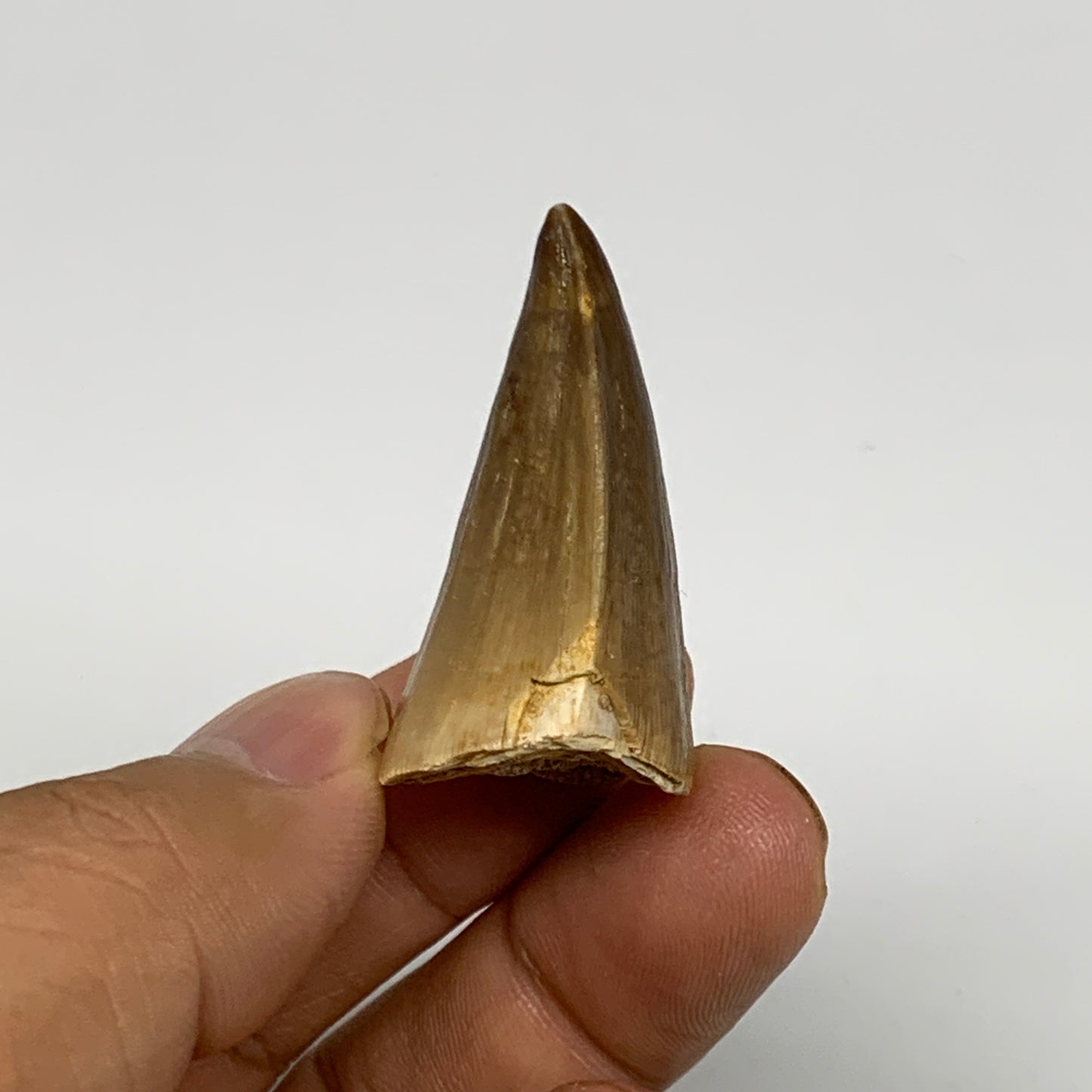 14.3g, 1.5"X1"x0.8" Fossil Mosasaur Tooth reptiles, Cretaceous @Morocco, B23764