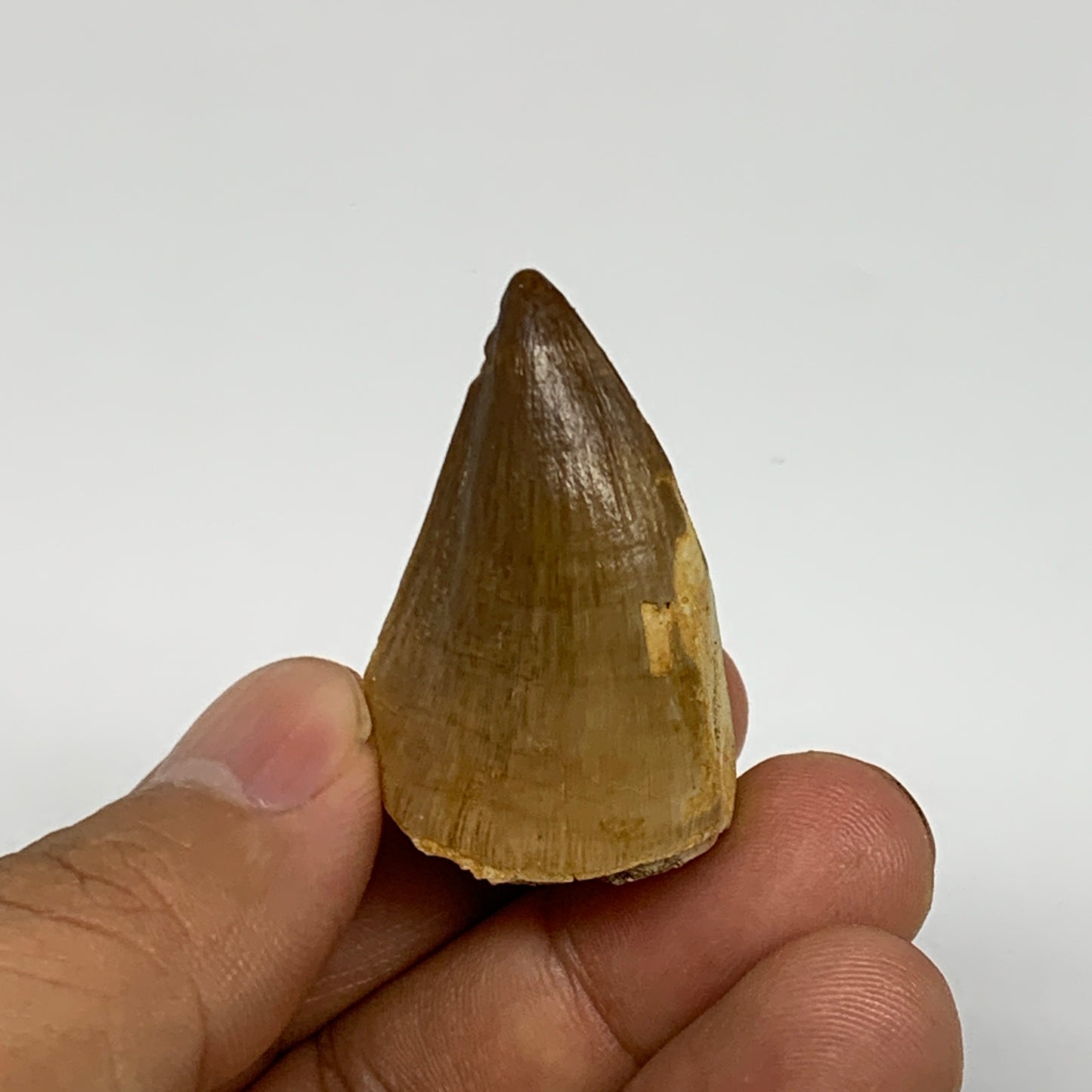 14.3g, 1.5"X1"x0.8" Fossil Mosasaur Tooth reptiles, Cretaceous @Morocco, B23764