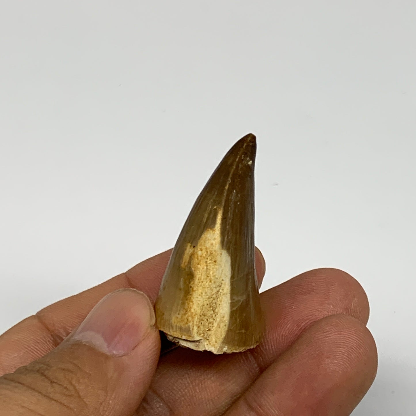 14.3g, 1.5"X1"x0.8" Fossil Mosasaur Tooth reptiles, Cretaceous @Morocco, B23764