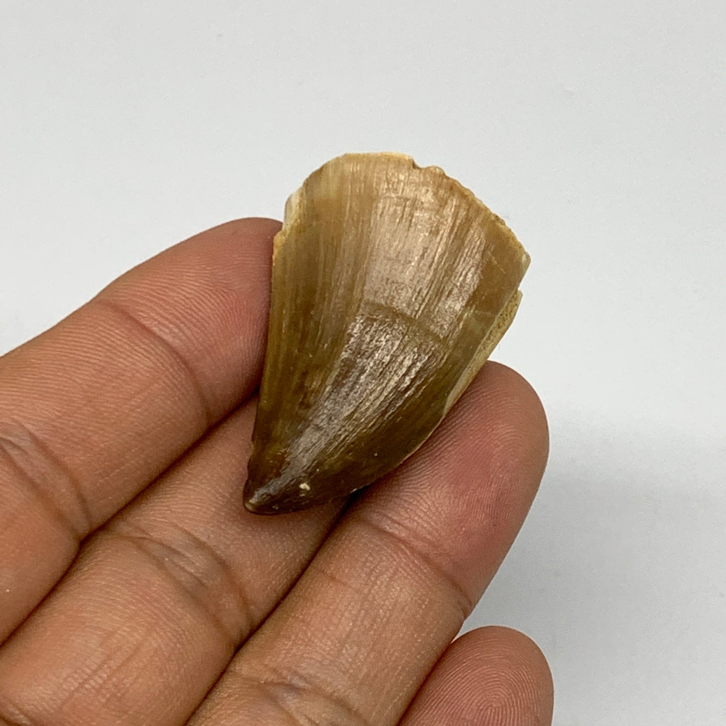 14.3g, 1.5"X1"x0.8" Fossil Mosasaur Tooth reptiles, Cretaceous @Morocco, B23764